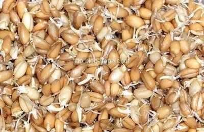 Лот: 1204006. Фото: 1. Пророщенная пшеница. Другое (продукты)