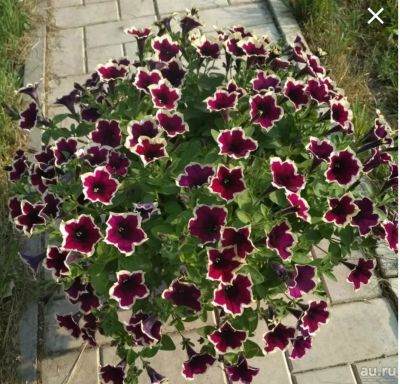 Лот: 15570520. Фото: 1. Петуния вегетативная Rim Magenta. Садовые цветы