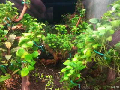 Лот: 8796334. Фото: 1. Анубиас Бартера Петит Anubias... Водные растения