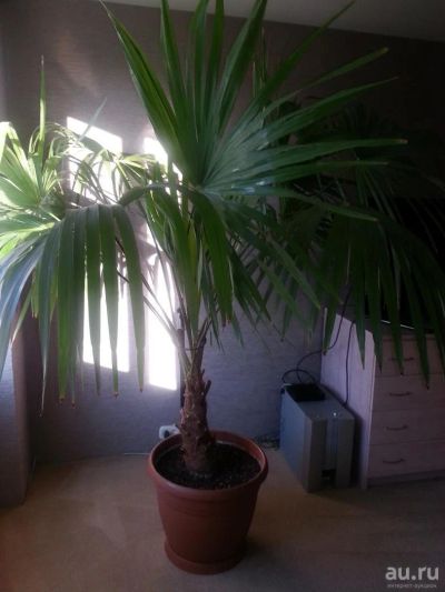 Лот: 8390552. Фото: 1. Огромная пальма "Трахикарпус". Горшечные растения и комнатные цветы