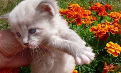 Лот: 1009877. Фото: 1. котенок мальчик*. Остальные животные