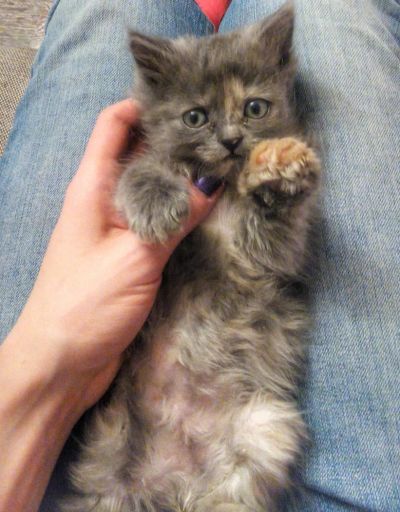 Лот: 7014591. Фото: 1. Отдам котят в добрые руки (см... Кошки, котята