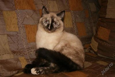 Лот: 1399192. Фото: 1. подарю котенка-девочку сиамочку. Кошки, котята
