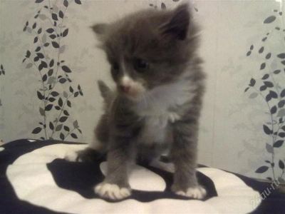 Лот: 2880788. Фото: 1. котенок серый девочка. Кошки, котята