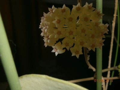 Лот: 7535657. Фото: 1. хойя (Hoya Parasitica Lao). Горшечные растения и комнатные цветы