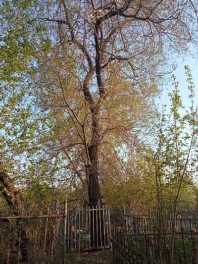 Лот: 19040464. Фото: 1. нужно спилить дерево Карагач на... Разное