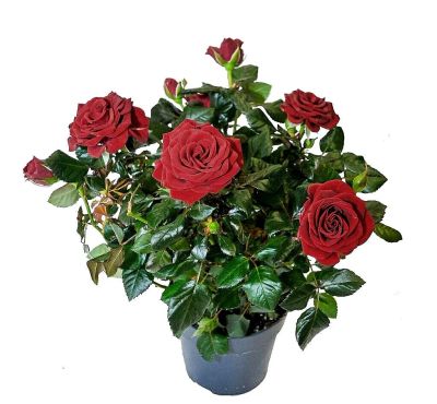 Лот: 11135637. Фото: 1. Комнатная Роза Патио (красная). Горшечные растения и комнатные цветы