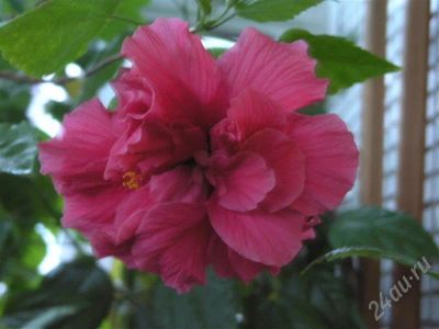 Лот: 482467. Фото: 1. гибискус махровый розовый. Горшечные растения и комнатные цветы
