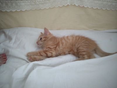 Лот: 15241315. Фото: 1. Котенок. Кошки, котята