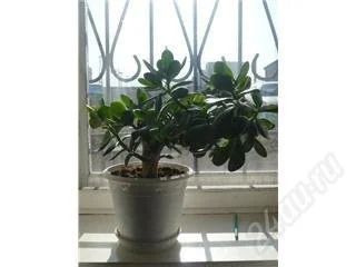 Лот: 128517. Фото: 1. Денежное дерево. Горшечные растения и комнатные цветы