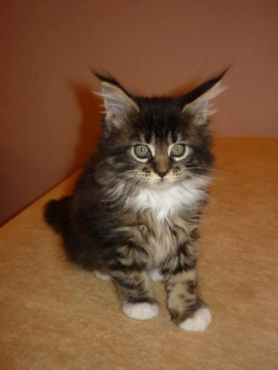 Лот: 4650794. Фото: 1. Котенок Мейн-кун по имени Луна. Кошки, котята