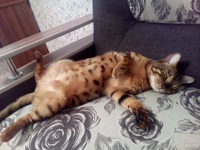 Лот: 9525854. Фото: 1. бенгальский кот. Кошки, котята