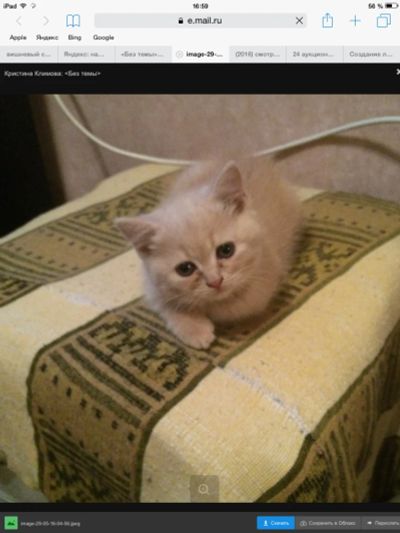 Лот: 7618859. Фото: 1. Продам плюшего котенка британца. Кошки, котята