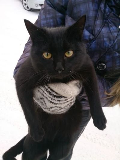 Лот: 3867612. Фото: 1. САМЕЦ пантеры ищет добрые руки. Кошки, котята