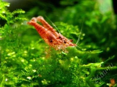 Лот: 8642200. Фото: 1. креветки для аквариума. Моллюски, ракообразные, кораллы