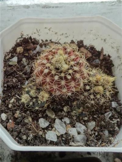 Лот: 2520854. Фото: 1. Кактус Frailea shilinzkuana. Горшечные растения и комнатные цветы