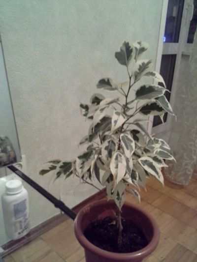 Лот: 4536755. Фото: 1. фикус бенджамина из 2 растений. Горшечные растения и комнатные цветы