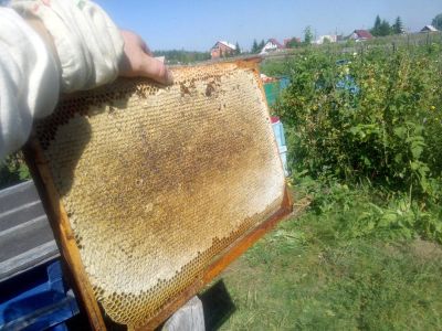 Лот: 9412894. Фото: 1. Мёд-медок!. Мёд, продукты пчеловодства