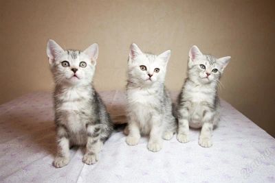 Лот: 2304779. Фото: 1. Породистые британские короткошерстные... Кошки, котята