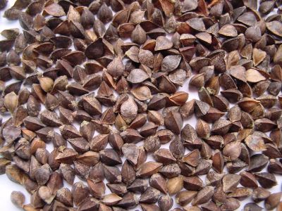 Лот: 13390672. Фото: 1. Куплю гречку неочищенную. Крупы, сыпучие продукты