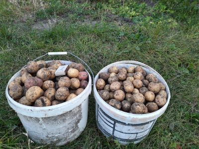 Лот: 20830163. Фото: 1. 2 больших ведра свежей картошки. Картофель