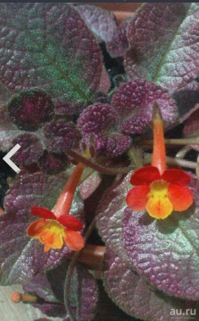 Лот: 5712487. Фото: 1. Эписция Strawberry Mist. Горшечные растения и комнатные цветы