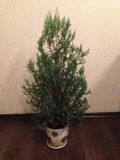 Лот: 8127188. Фото: 1. Кипарис в горшке. Горшечные растения и комнатные цветы