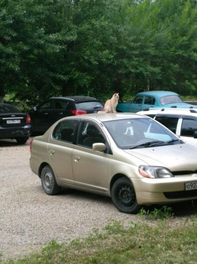 Лот: 14341300. Фото: 1. Тойота. Автомобили