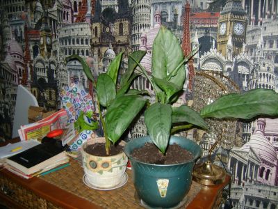 Лот: 19500704. Фото: 1. Цветок Аглаонема. Горшечные растения и комнатные цветы
