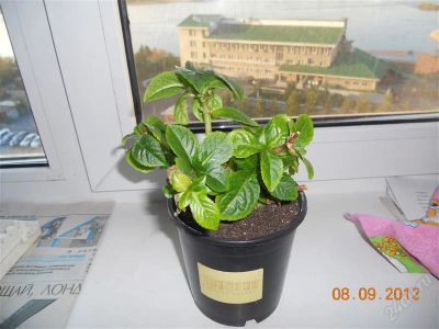 Лот: 2094011. Фото: 1. Гортензия. Горшечные растения и комнатные цветы