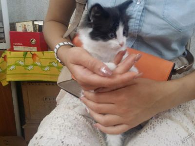Лот: 5646957. Фото: 1. Маленькие котята! Отдадим просто... Кошки, котята
