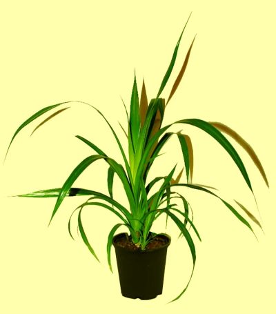 Лот: 14353684. Фото: 1. цветок. Панданус ( Винтовая пальма... Горшечные растения и комнатные цветы