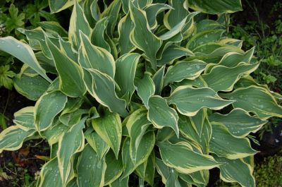 Лот: 4224484. Фото: 1. хоста 'Дарк Стар' (hosta Dark... Садовые цветы