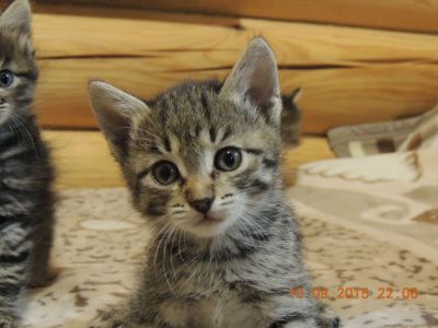 Лот: 5428844. Фото: 1. Отдам котят, 1 мальчик, 2 девочки... Кошки, котята