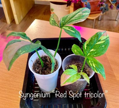 Лот: 14824973. Фото: 1. Сингониум Red Spot tricolor. Горшечные растения и комнатные цветы
