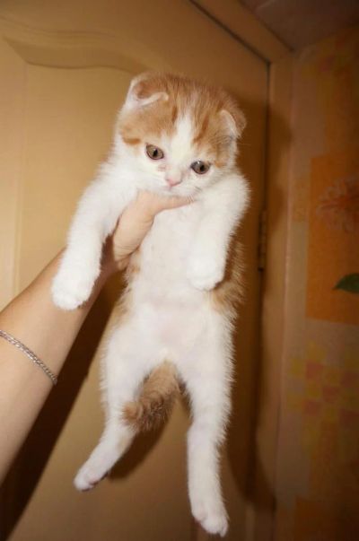 Лот: 6556949. Фото: 1. Шотландский котик от родителей-чемпионов... Кошки, котята