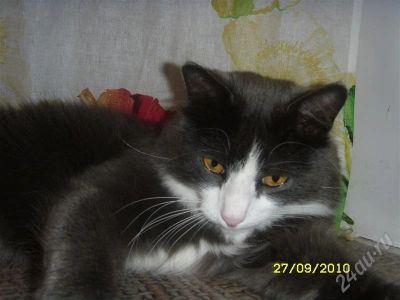Лот: 532024. Фото: 1. Замечательный котик. Остальные животные