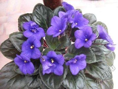 Лот: 11133740. Фото: 1. Фиалка Optimara Anabel. Горшечные растения и комнатные цветы