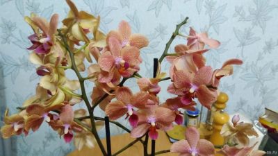 Лот: 18180510. Фото: 1. Орхидея фаленопсис сортовая Сансет... Горшечные растения и комнатные цветы