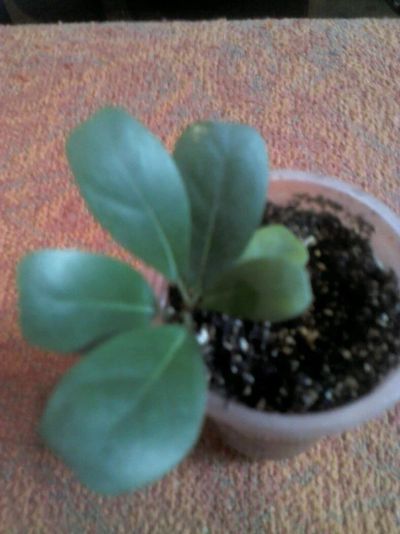 Лот: 12045951. Фото: 1. язычковый фикус.......... Горшечные растения и комнатные цветы