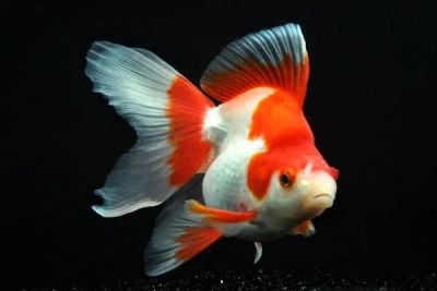 Лот: 11715543. Фото: 1. Золотая рыбка Оранда красно-белая. Рыбки