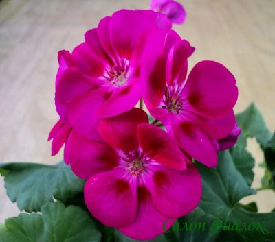 Лот: 5134953. Фото: 1. Зональная пеларгония "Pac flower... Горшечные растения и комнатные цветы