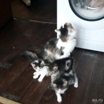 Лот: 12828490. Фото: 1. Котята Одадим бесплатно. Кошки, котята