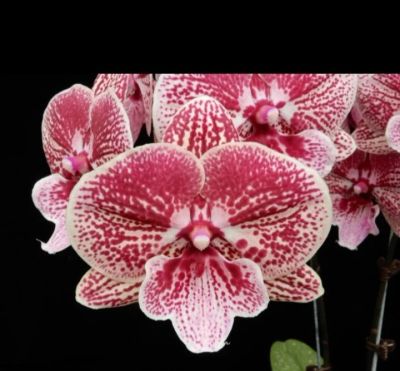 Лот: 17778265. Фото: 1. Орхидея Фаленопсис 194JC28. Горшечные растения и комнатные цветы