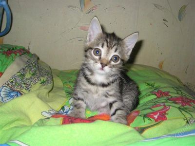 Лот: 2901793. Фото: 1. Ласковый котеночек. Кошки, котята
