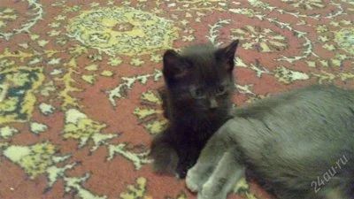 Лот: 2332859. Фото: 1. Отдам котят (Котята). Кошки, котята