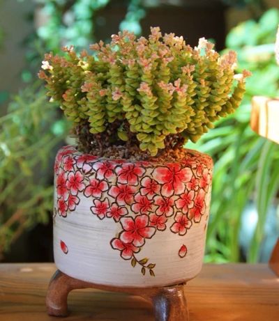 Лот: 6184883. Фото: 1. crassula tom thumb. Горшечные растения и комнатные цветы