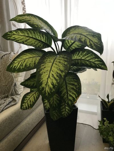 Лот: 14424450. Фото: 1. Диффенбахия "Тропик Сноу" (Dieffenbachia... Горшечные растения и комнатные цветы