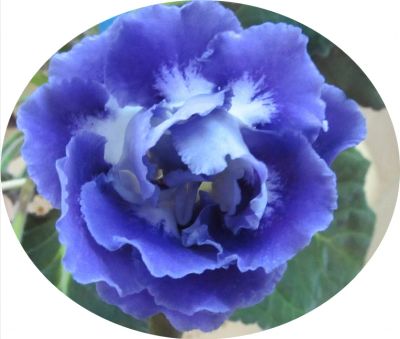Лот: 12331101. Фото: 1. Глоксиния махровая голубая (детка... Горшечные растения и комнатные цветы