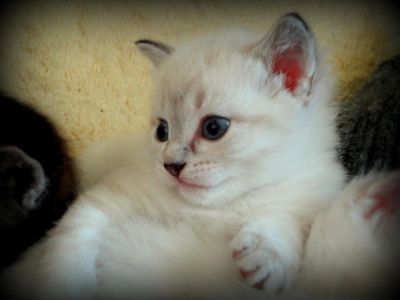Лот: 4571354. Фото: 1. Котята. Кошки, котята
